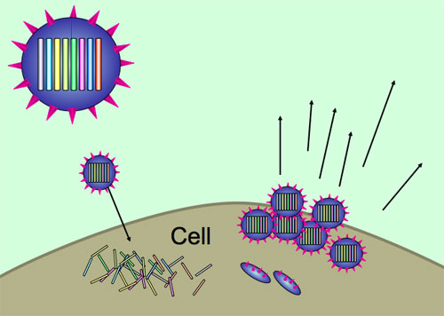 Virus replication cycle