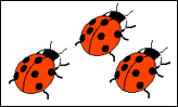 3 ladybirds