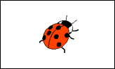 1 ladybird