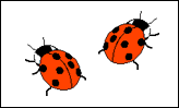 2 ladybirds