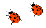 2 ladybirds