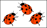 3 ladybirds