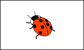 1 ladybird