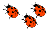 3 ladybirds