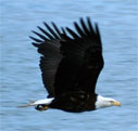 Eagle flying