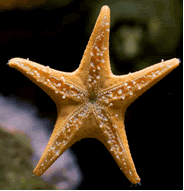 Starfish