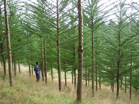 Man in Wood